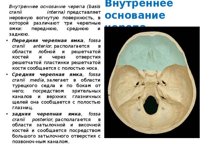 Передне внутренней. Основание черепа анатомия Черепные ямки. Основание черепа Черепные ямки. Мед универ внутреннее основание черепа. Три Черепные ямки внутреннего основания черепа.