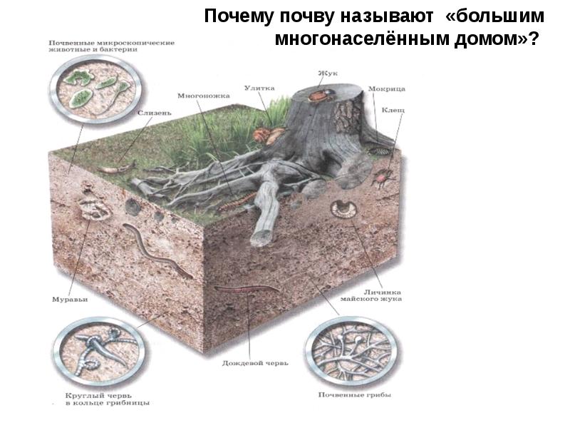 Почва особое природное тело презентация 5 класс