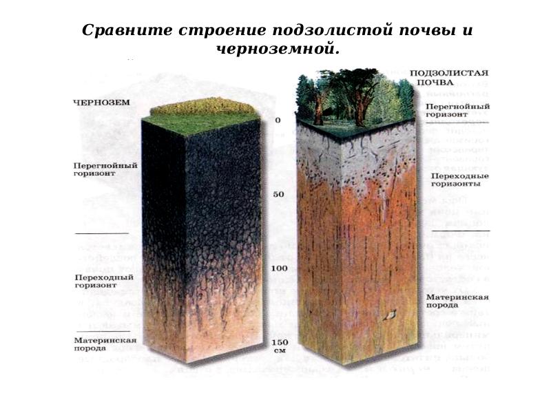 Структура почв презентация