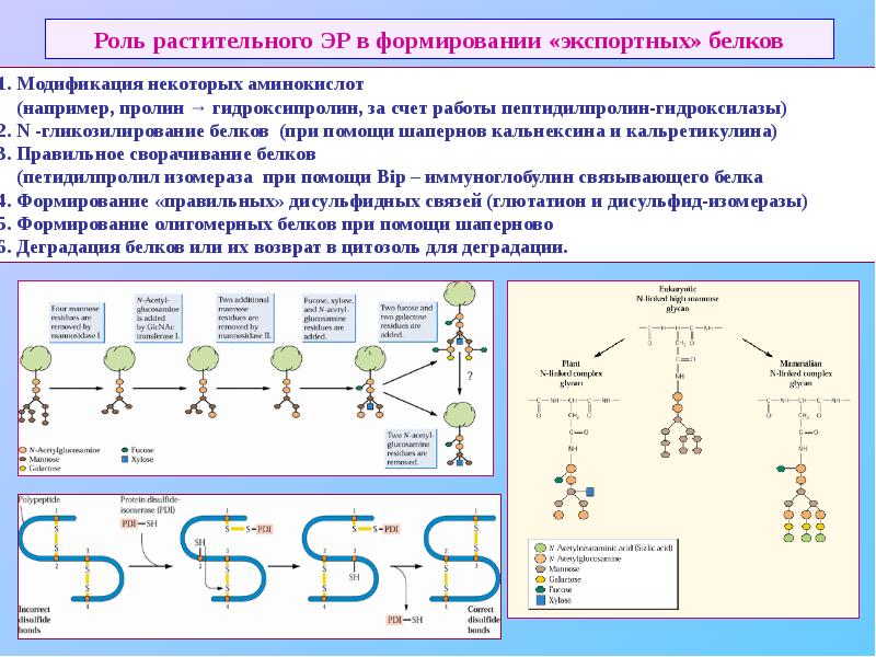 Формирование белка