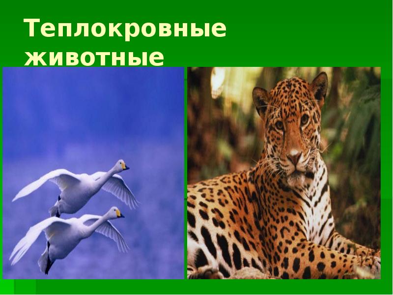 Гомойотермные организмы примеры. Первое теплокровное животное. Сообщение о теплокровном животном. Первое теплокровное животное. Теплокровные млекопитающие.
