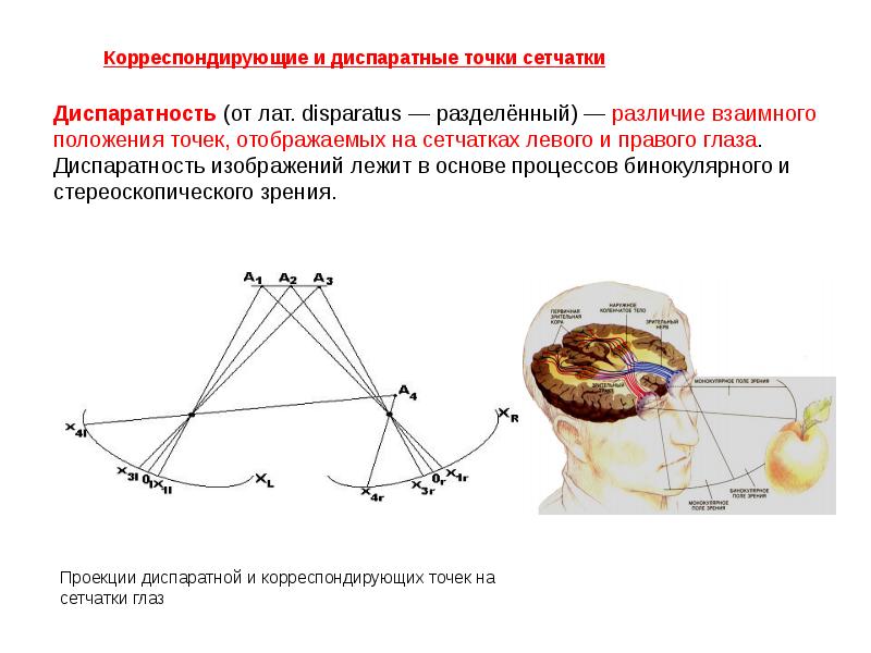 Что такое идентичные и диспаратные точки сетчатки каково их значение в восприятии изображения