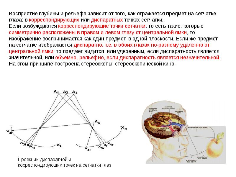 Что такое идентичные и диспаратные точки сетчатки каково их значение в восприятии изображения