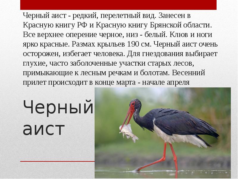 Животные занесенные в красную книгу брянской области с фото и описанием