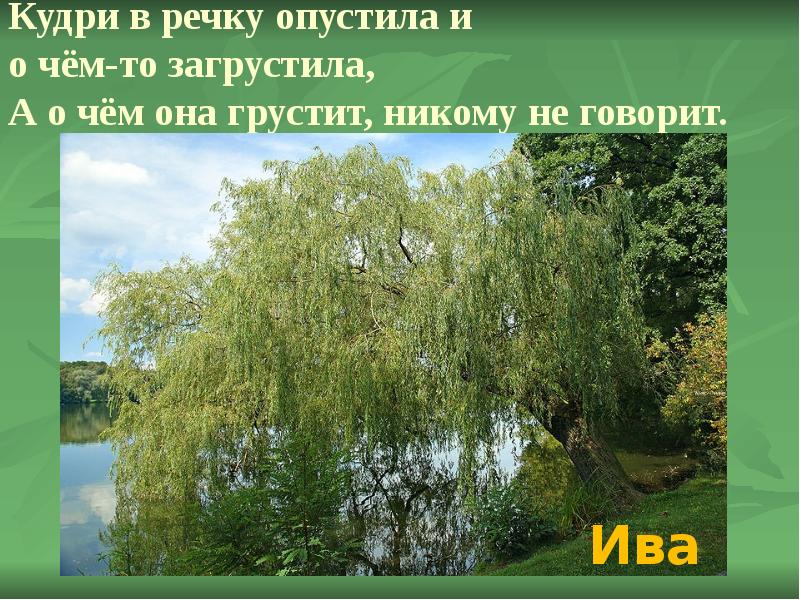 Кудри в речку опустила и о чем-то загрустила о чем она грустит никому не говорить