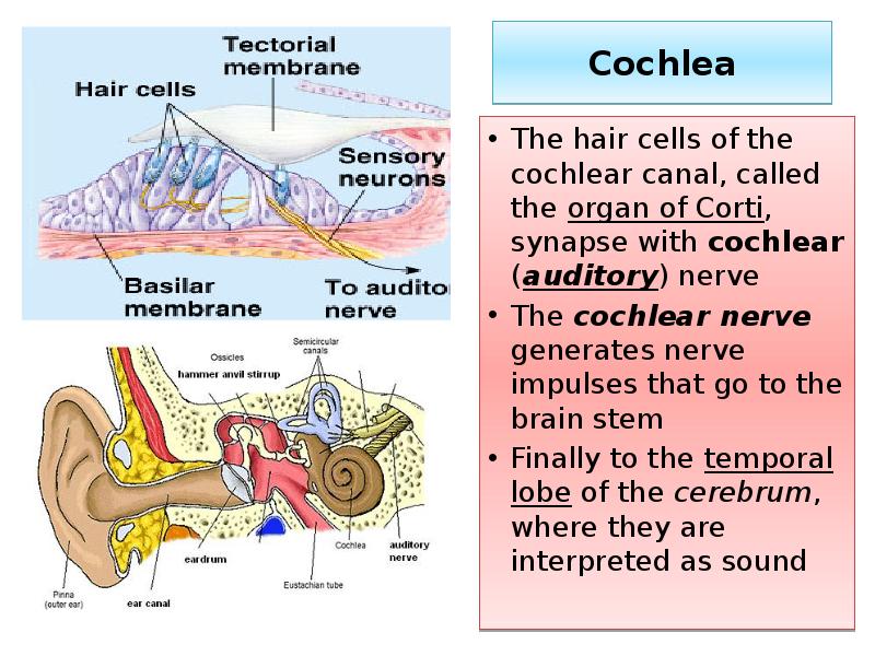 Cochlea
The hair cells of the cochlear canal, called the organ Cochlea
The hair cells of the cochlear canal, called the organ