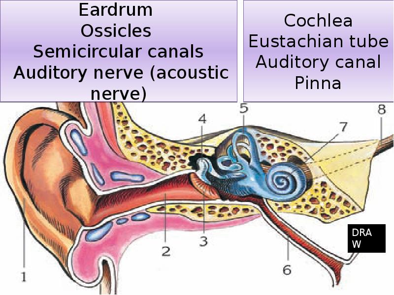 Eardrum Ossicles Semicircular canals Auditory nerve (acoustic nerve) Eardrum Ossicles Semicircular canals Auditory nerve (acoustic nerve)
