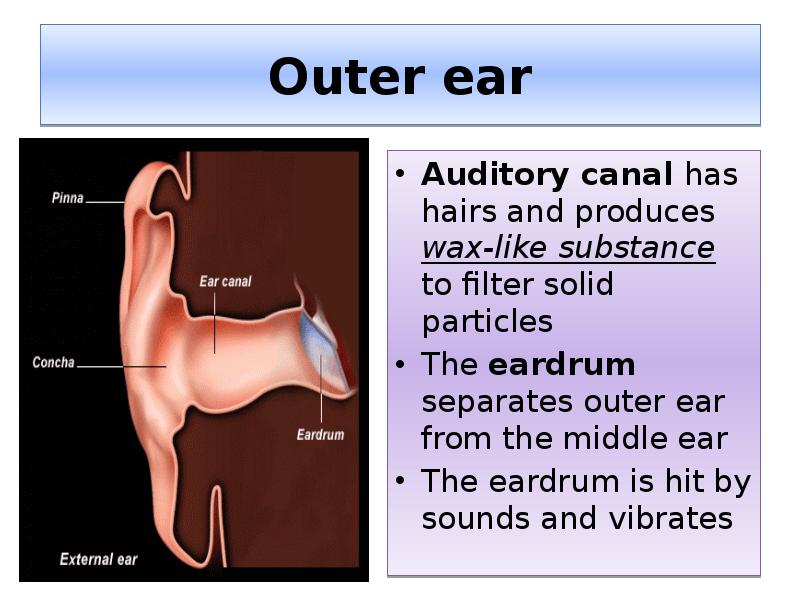Outer ear
Auditory canal has hairs and produces wax-like substance to Outer ear
Auditory canal has hairs and produces wax-like substance to
