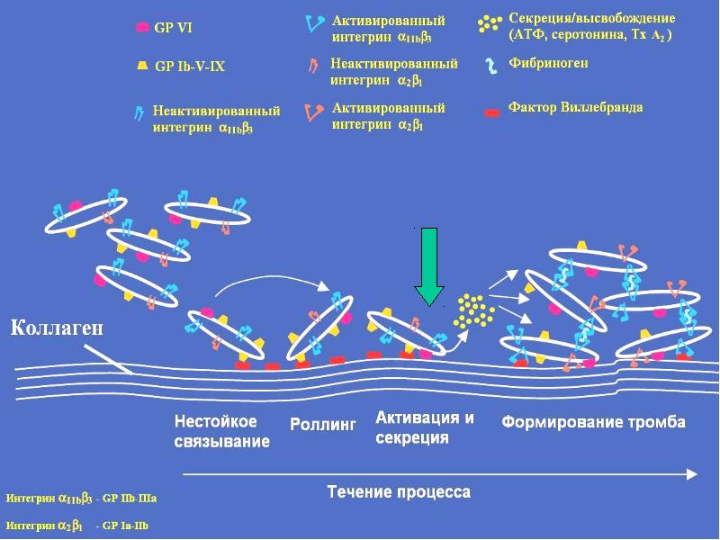 Роль сосудистой стенки в гемостазе биохимия