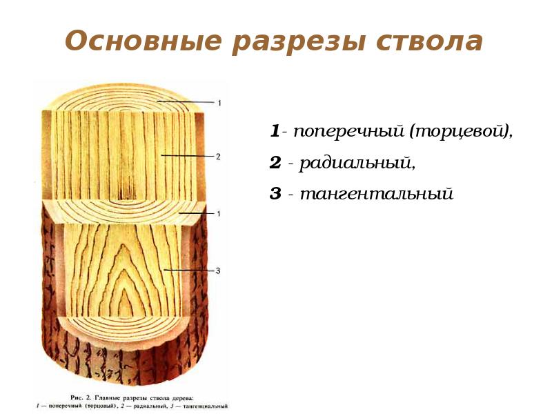 Схема ствола дерева