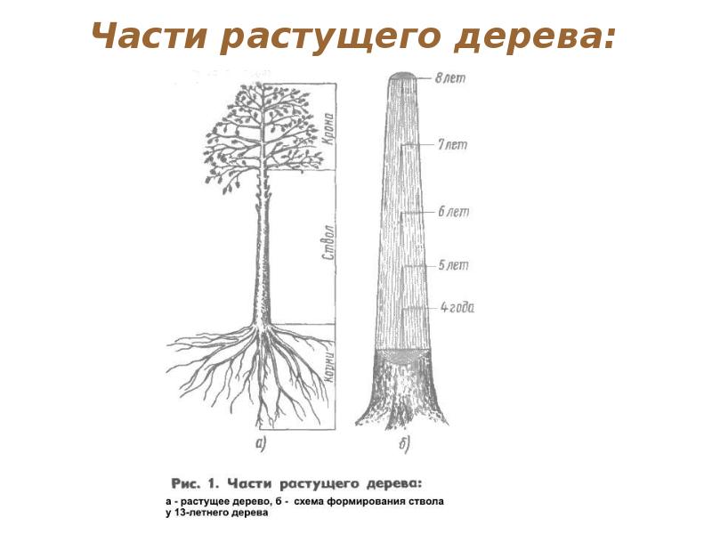 Корни деревьев схема