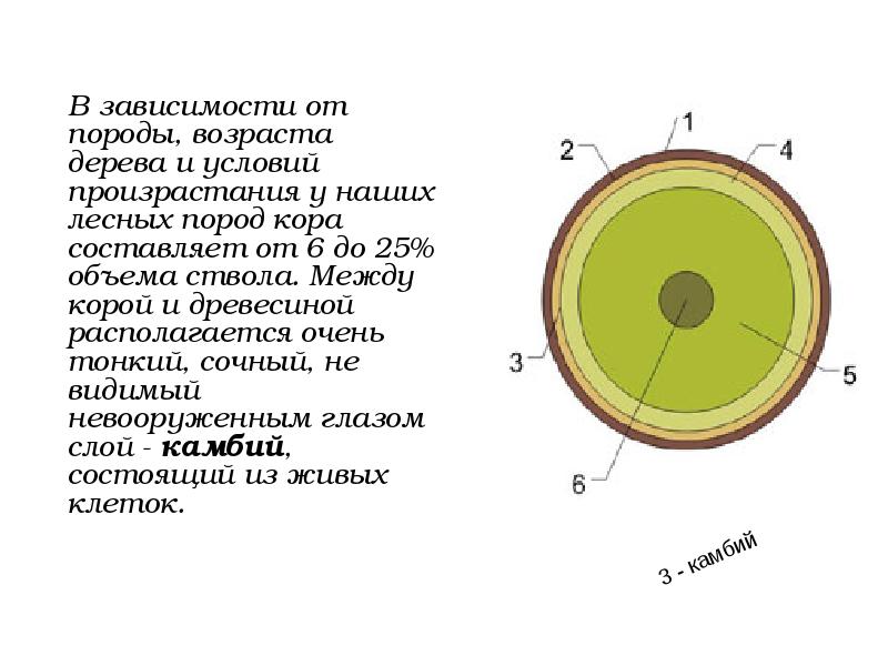 Составляющие древесины. Внутренний слой коры. Между корой и древесиной располагается. Объем древесины в каре. Объем ствола в коре.