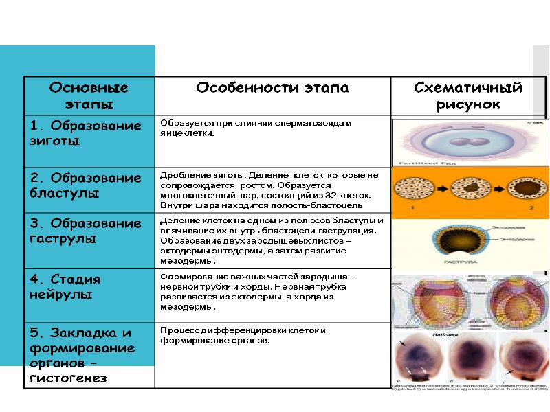 Опишите эмбриональный период. Этапы эмбрионального периода таблица. Дробление гаструляция таблица. Описание эмбрионального развития.