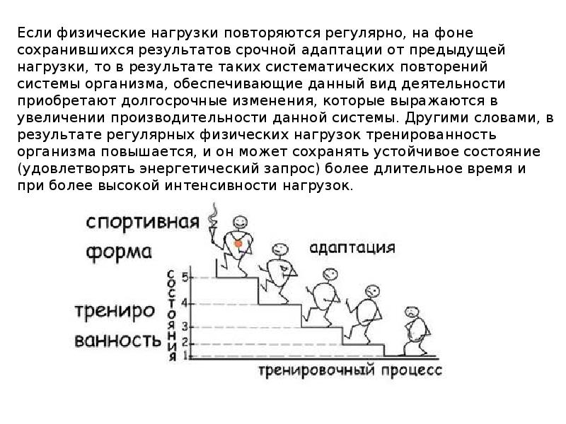 Адаптация человеческого организма к физическим нагрузкам проект по физкультуре