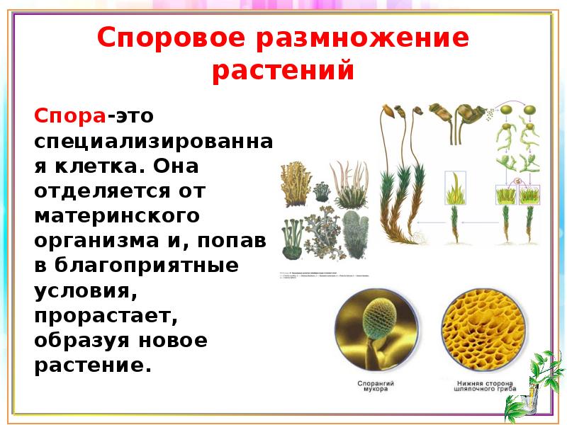 Папоротники хвощи плауны строение. Характеристика высших споровых растений. Особенности споровых растений 6 класс. Плауны споровые растения. Моховидные ￼плауны ￼хвощи ￼папоротники.