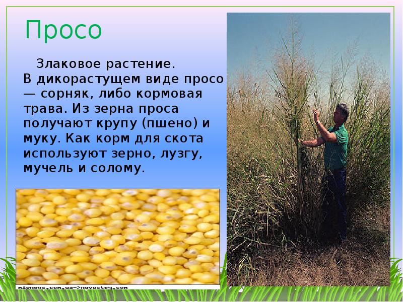 Песни просе