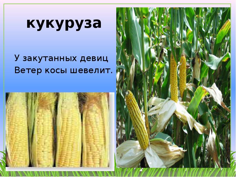 Солнце рядов кукурузы