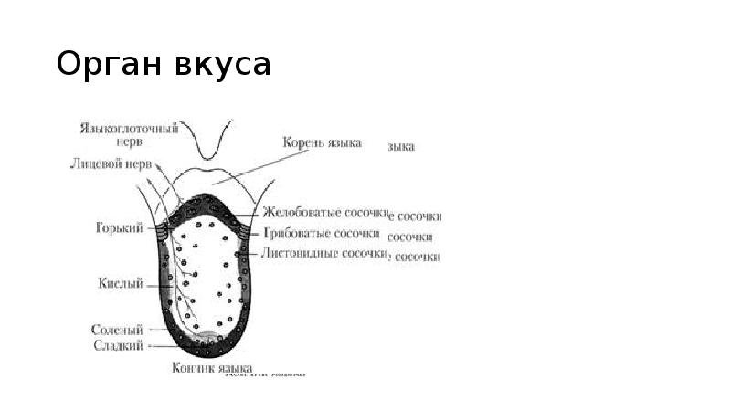 Корень слова обоняние