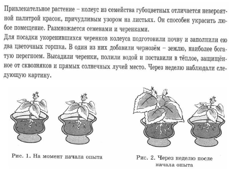 На представленном ниже рисунке ученик зафиксировал один из процессов жизнедеятельности растений впр