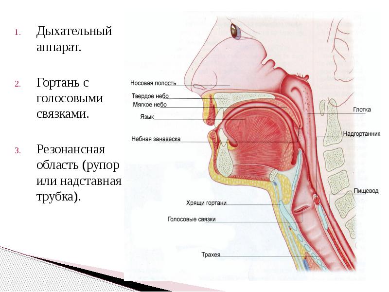 Фото речевой аппарат