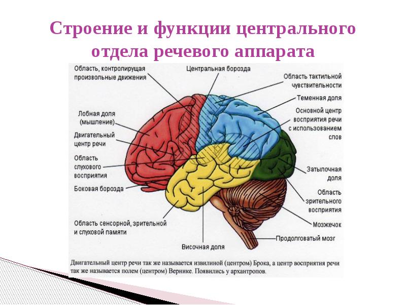 Механизмы восприятия речи презентация