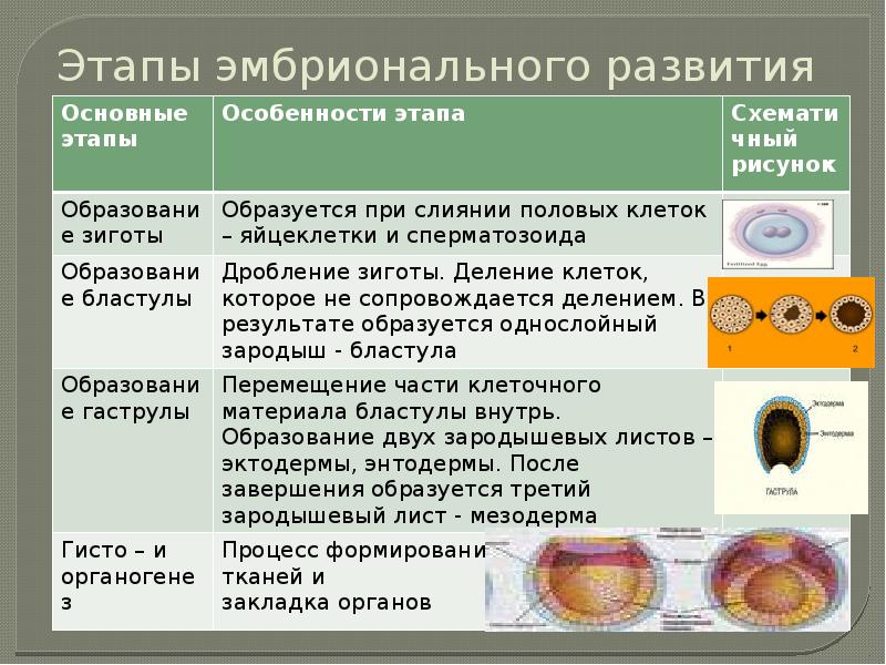 Развитие организма 9 класс. Биология 9 класс эмбриональный период развития. Начальные этапы эмбрионального развития таблица. Этапы эмбрионального развития таблица. Презентация этапы эмбрионального развития 10 класс биология.