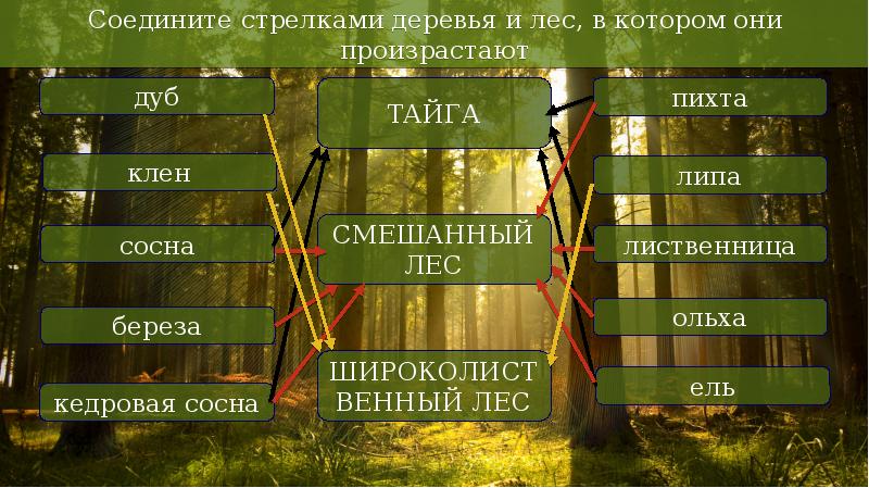 Соедините соответствие. Соедини деревья и лес в котором они произрастают. Леса учат человека понимать прекрасное а.п.Чехов. Соедини стрелкам лесаидеревья. Соотнести деревья и лес в котором они произрастают.