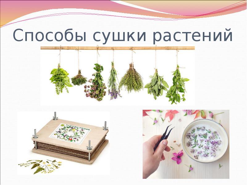 Способы сушки растений
