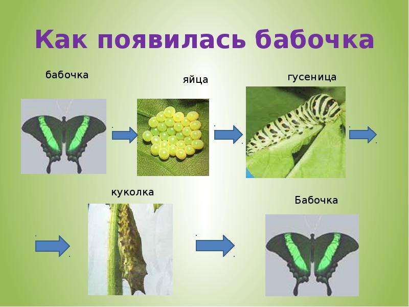 Процесс появления бабочки. Как появляется бабочка. Как появляются бабочки для детей. Появление бабочки для детей. Как образуется бабочка.