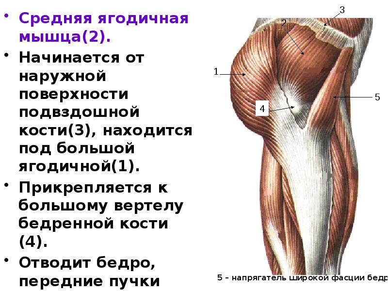 Самая малая ягодичная мышца на латинском. Самая малая ягодичная мышца на латинском. Строение мышц ягодиц. Седалищная сумка большой ягодичной мышцы на латинском. Gluteus medius мышца.