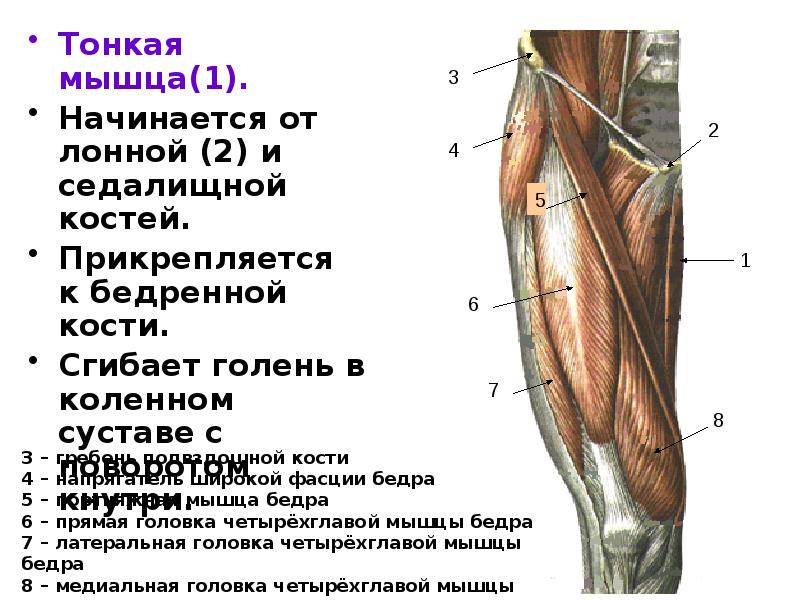 Тонкая мышца