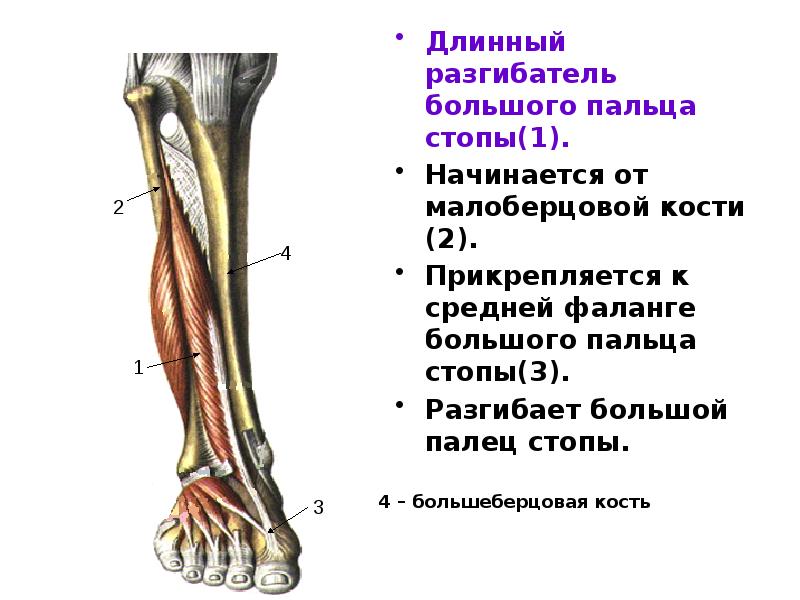 Длинный разгибатель пальцев