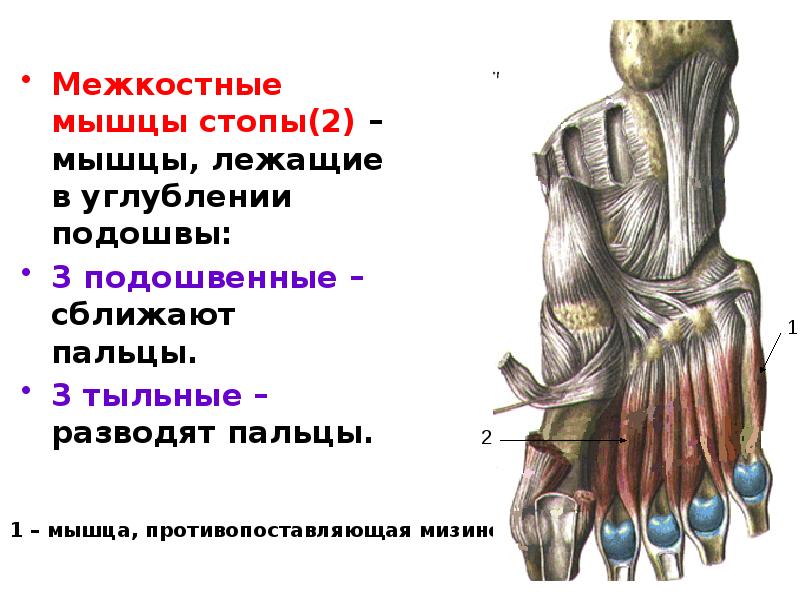 Тыльные межкостные мышцы