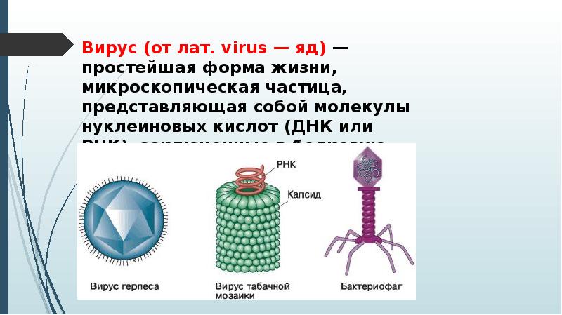 Сколько живет вирус на поверхности