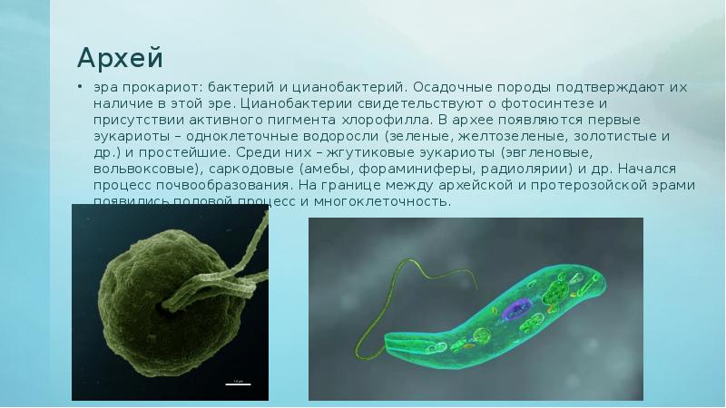 Возникновение фотосинтеза у прокариот. Цианобактерии Архей. Цианобактерия и археи. Бактерии цианобактерии архебактерии. Цианобактерии бациллы.