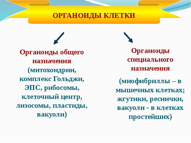 Перечислите органоиды клетки