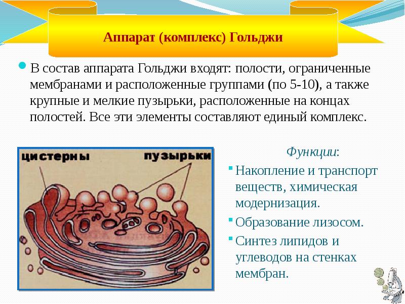 Эндоплазматическая сеть комплекс гольджи лизосомы. Функции аппарата Гольджи в клетке. Органеллы клетки аппарат Гольджи. Мембрана аппарата Гольджи. Аппарат Гольджи строение и функции 5 класс.