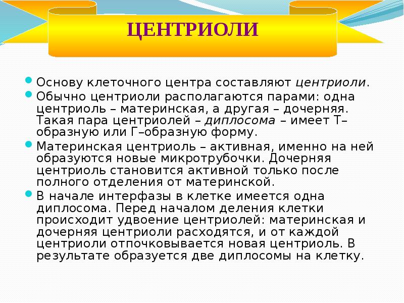 Удвоение центриолей происходит в период