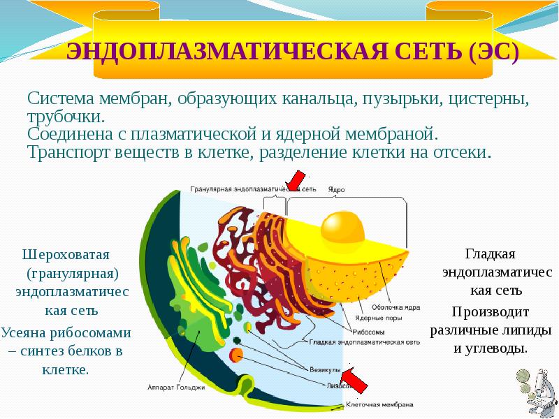 Органоиды клетки эндоплазматическая сеть. Эндоплазматическая сеть функции органоида. Эндоплазматическая сеть в клетке растения. Эндоплазматическая сеть транспортная система клетки. Гладкая эндоплазматическая сеть.