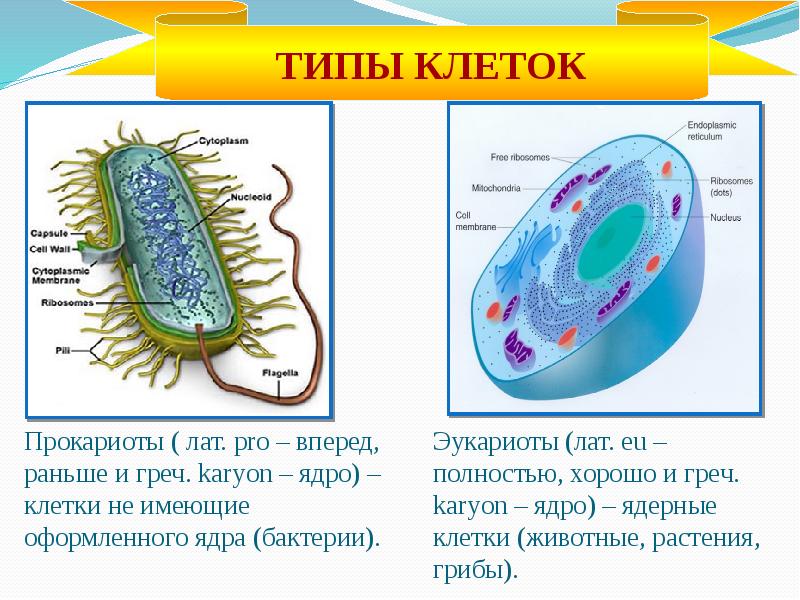 На каком рисунке изображена клетка бактерии. Органоиды прокариотической клетки. Органоиды передвижения у клеток у прокариот. Функции органоидов прокариотической клетки. Органоиды бактериальной клетки 5 класс биология.