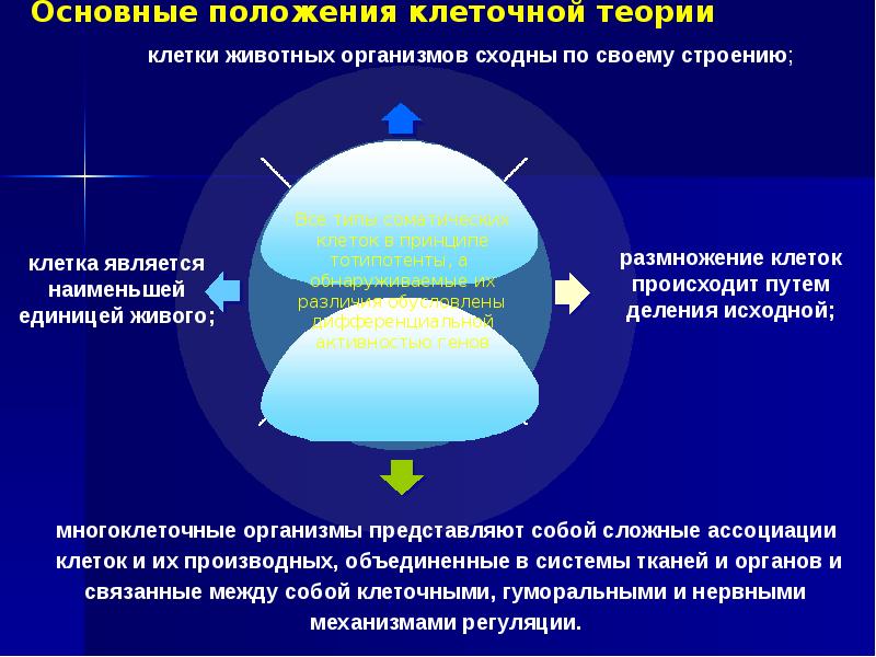 Исходная клетка. Размножение клеток происходит путем их деления положение теории. 5. Размножение клеток происходит путем их деления… - Положение теории. Клеточные ассоциации.