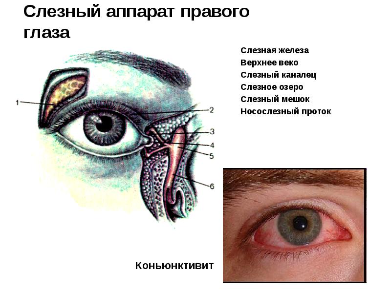 Носослезный канал открывается. Слезная железа слезные канальцы слезный мешок носослезный проток. Слезный аппарат правого глаза. Строение слезного аппарата глаза. Строение глаза слезная железа.
