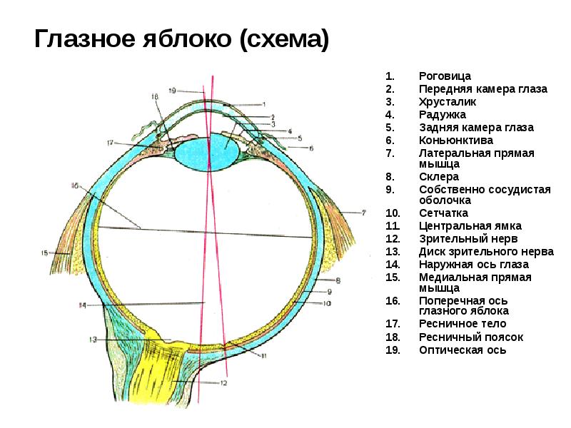 Центральная ямка функции. Центральная ямка функции