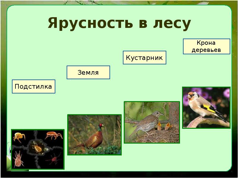 Презентация экологические сообщества. Ярусность леса. Экологические сообщества 11 класс. Экологические сообщества биология 11 класс. Экологические сообщества 11 класс презентация.