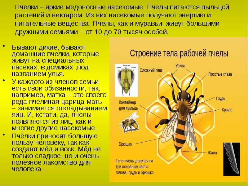 Пчелки – яркие медоносные насекомые. Пчелы питаются пыльцой растений и нектаром. Пчелки – яркие медоносные насекомые. Пчелы питаются пыльцой растений и нектаром.