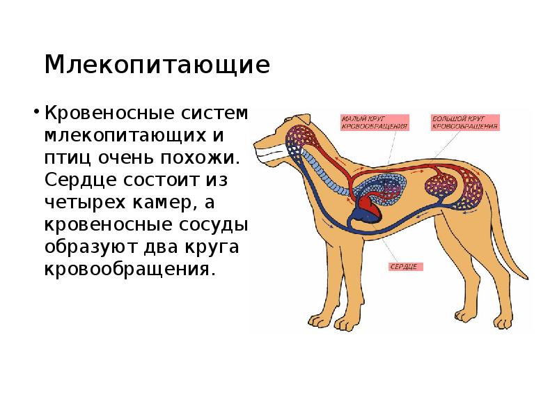 Изучить общий план строения тела млекопитающих кошка