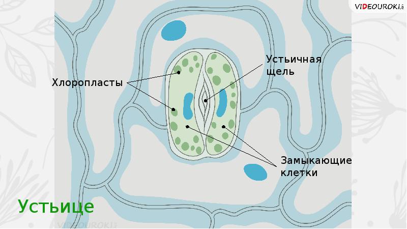 Замыкающие клетки. Устьичная щель это клетка. Хлоропласты в устьицах. Замыкающие клетки устьиц содержат хлоропласты. Устьичная щель в листе.