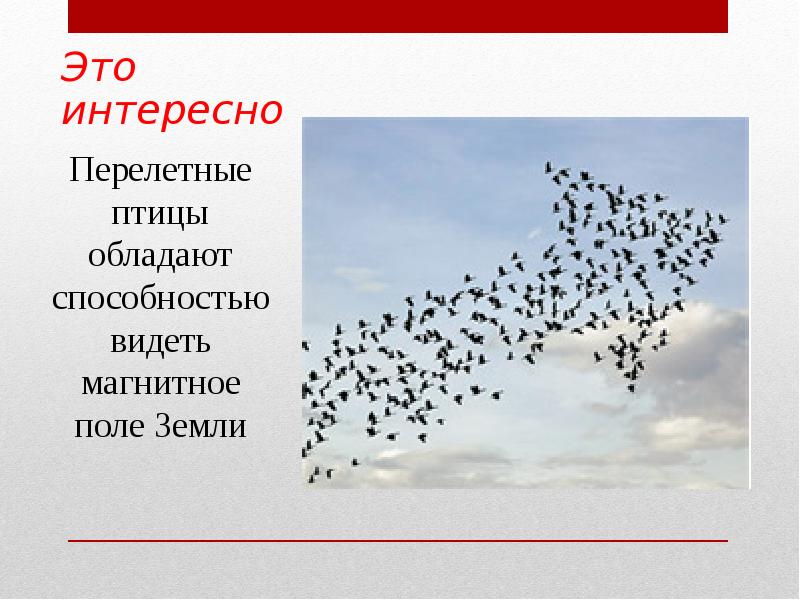 Перелетные птицы обладают способностью видеть магнитное поле Земли Перелетные птицы обладают способностью видеть магнитное поле Земли