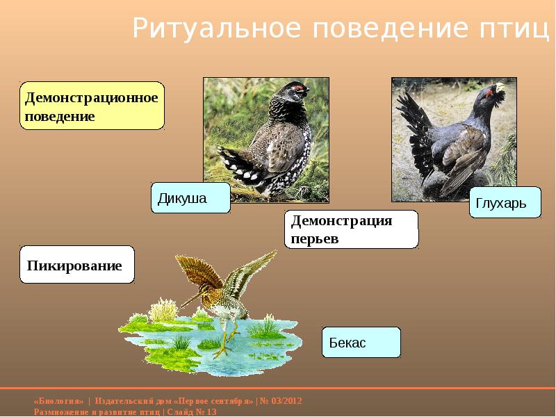 Поведение птиц в период размножения презентация