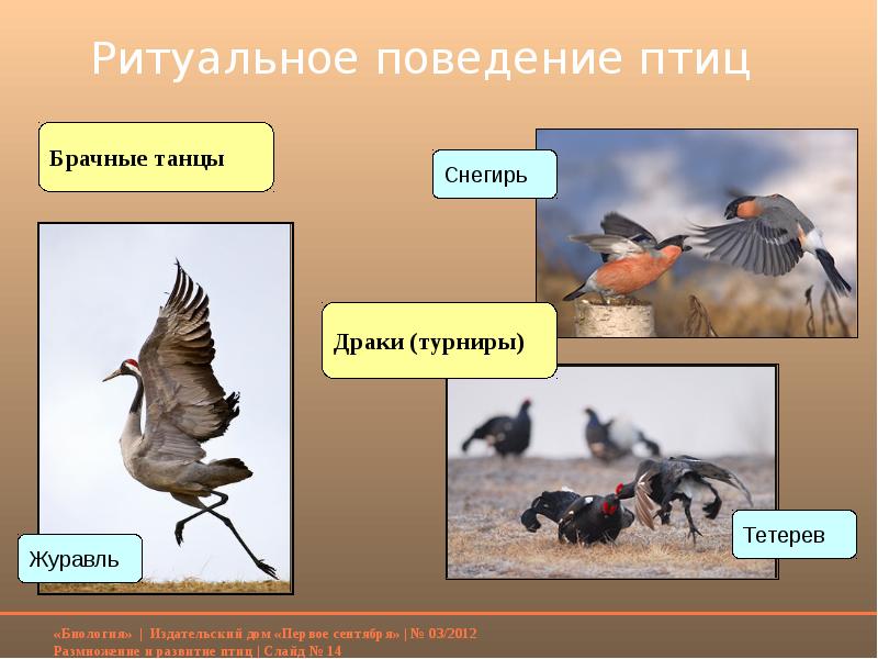 Поведение птиц 8 класс презентация. Брачное поведение птиц. Брачные драки птиц. Размножение птиц. Типы развития птиц.